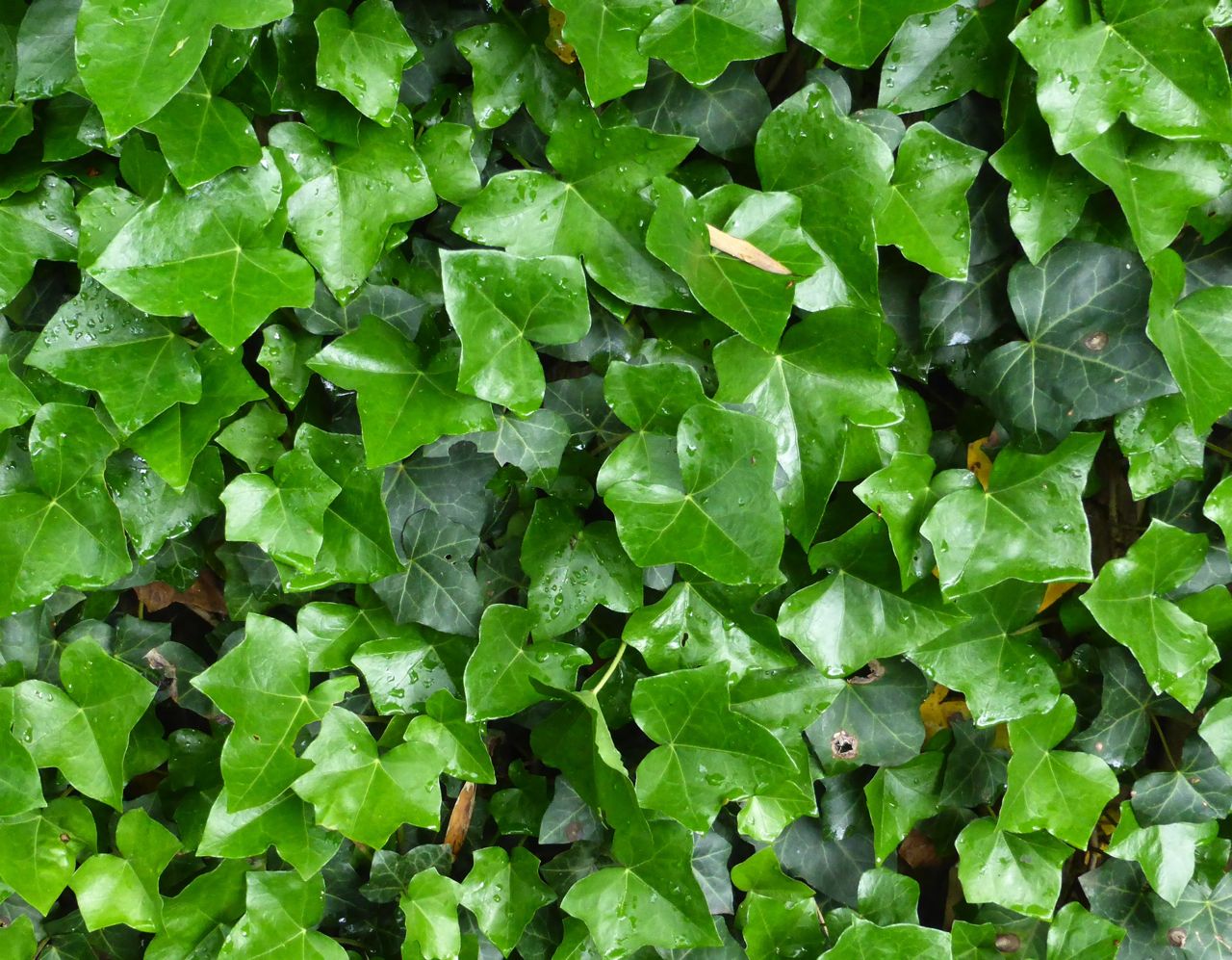 Hedera Helix